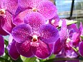 Chiang Mai P0026 Orchidees Sai Nam Phung